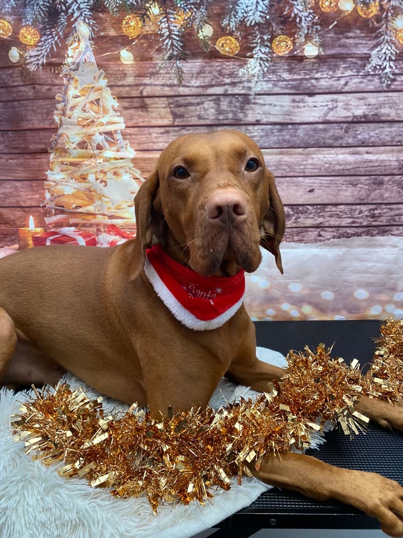 A Vizsla in a red Christmas bandana lying on the grooming table in front of a festive gold tinsel backdrop
