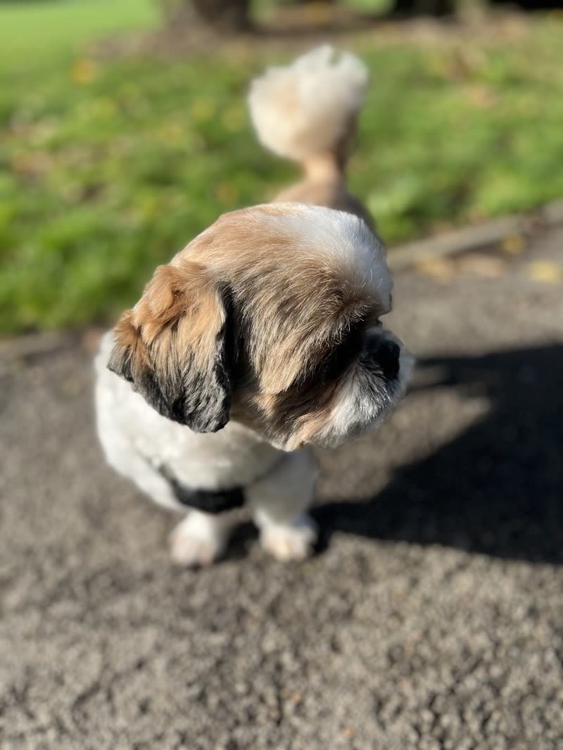 A Shih Tzu with a short summer body clip standing on a sunlit garden path, head turned