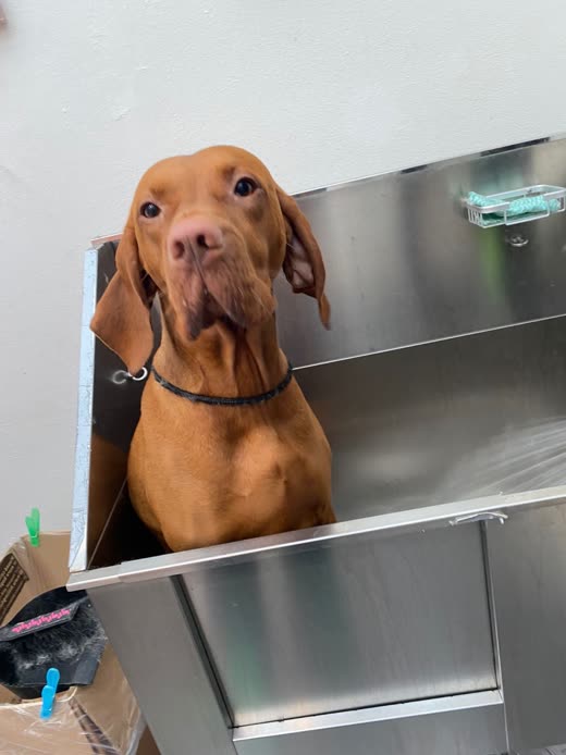 A Vizsla standing in the stainless steel bath at Pracli Dog Grooming, looking at the camera