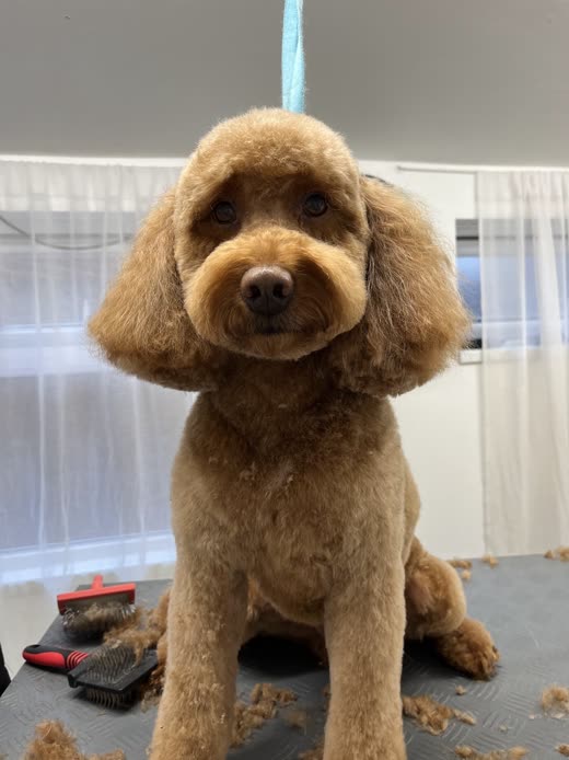 A freshly clipped apricot poodle sitting on the grooming table with brushes beside it