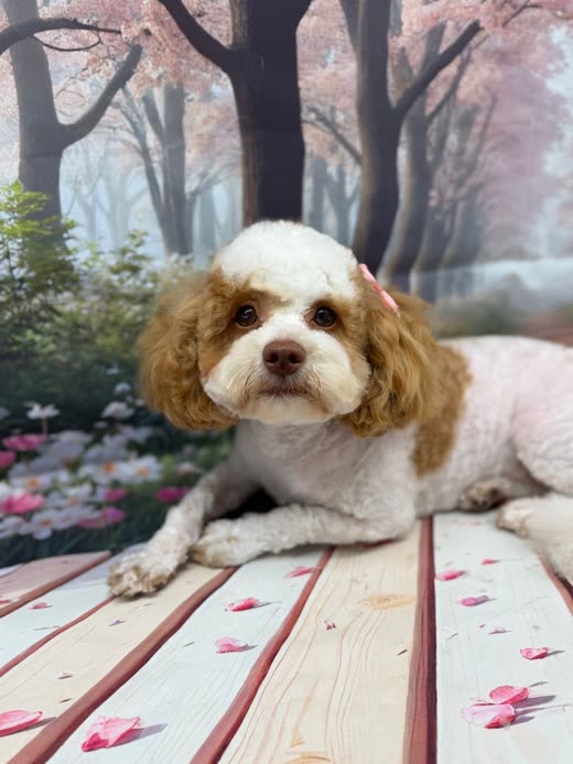 A groomed white and tan Cavapoo with pink bows lying on a bench in front of a blossom backdrop